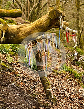 Rememberance tree in cornwall