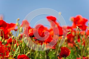 Remembrance day, Anzac Day, serenity. Opium poppy, botanical plant, ecology. Poppy flower field, harvesting. Summer and spring, la