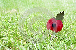 Remembrance Day Poppy in Grass