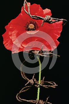Remembrance day, poppy metaphor photo