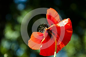 Remembrance day. red poppy flower. symbol of sleep, peace, and death. Poppy seeds contain morphine and codeine. opium flower.