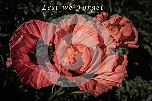 Remembrance poppies Lest we Forget.