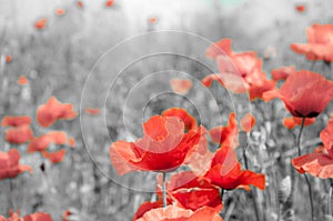 Remembrance poppy