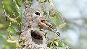 remez builds a nest on a willow tree in spring photo