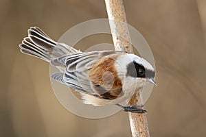 Remiz Bird Perched On Branch