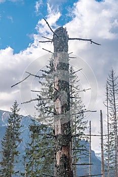 Remnant of a broken tree in Tatra Mountains near Zakopane