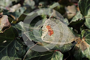 Remnant of fruit of Chinese lantern