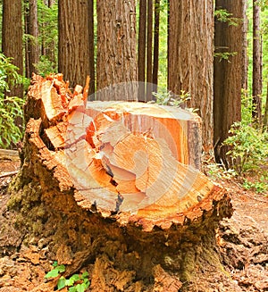 Remnant of a Logged Redwood photo