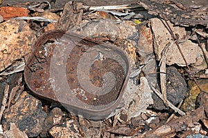 REMNANT OF OLD RUSTED SARDINE TIN