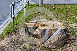 remnant of a sawn tree trunk with traces of sawdust