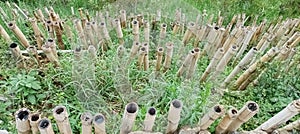 remnants of bamboo plants that resist landslides