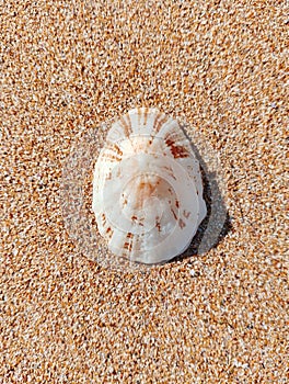 Remnants of beautiful mussel shells on soft beach sand photo