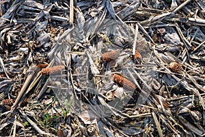 Remnants of corn cultivation on a sunny day in winter