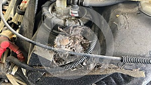 Remnants of dead mouse on ATV fuel tank