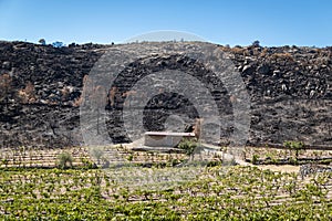 A rural house between a burnt-out lot of remains of a forest fire and an agricultural vineyard