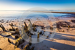 Remnants of huricane damaged trees on beach near Apalachicola