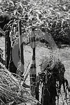 Remnants of an old jetty
