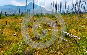 Remnants and revitalization St. Mary's Forest Fire Glacier National Park photo