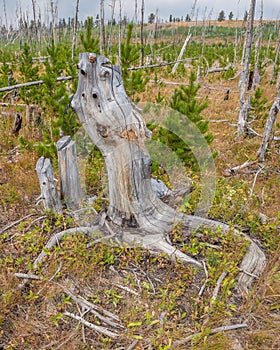 Remnants and revitalization of St. Mary's Forest Fire near Glacier National Park photo