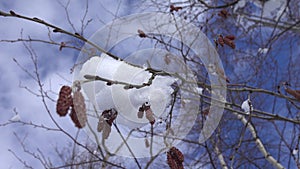 Remnants of snow cover on alder with catkins