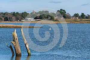 Remnants of trees in flooded marshes