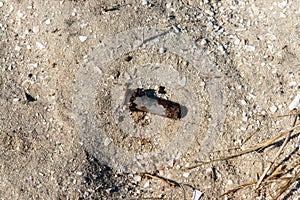 Remnants of war a rifle bullet shell rusted