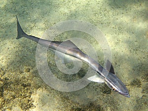 Remora photo