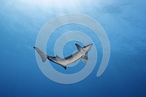 Remora