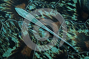 Remora or sucker fish on green turtle carapace