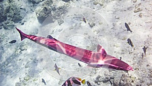 Remora sucker fish in maldives.