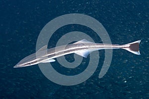 Remora suckerfish on black background photo