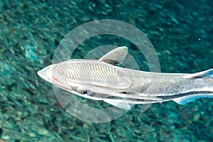 Remora suckerfish on black background