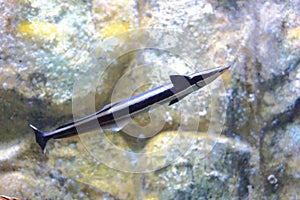 Remora or suckerfish