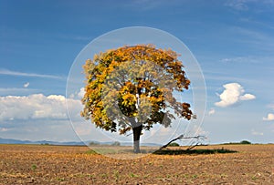 Diaľkový jeseň strom 