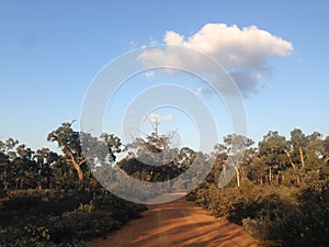 Remote desert road with trees, blue sky and a single cloud