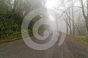 Remote Road Through Foggy Oregon Forest