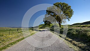 Remote road and single tree in spring, near Cuyama, California