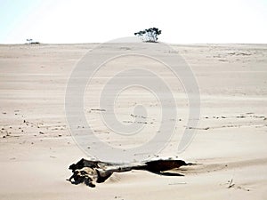 Remote sands