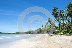 Remote Tropical Brazilian Beach Palm Trees