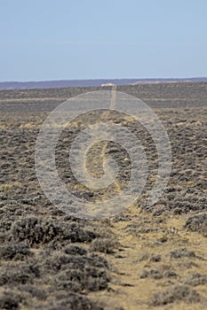 The Red Desert of Wyoming