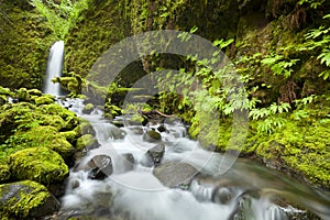 Remote waterfall in rainforest, Columbia River Gorge, USA