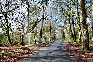 Remote woodland road