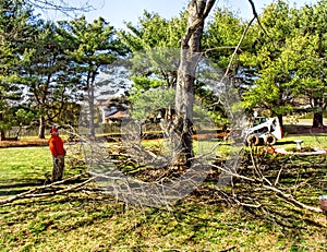 Removal of Large Maple Tree