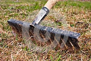 Removal of the old grass with rake