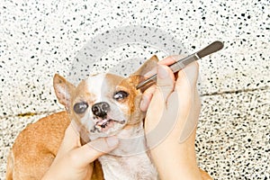 Removal tick from dog