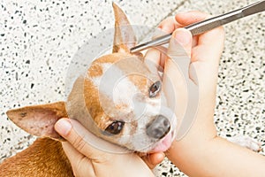 Removal tick from dog