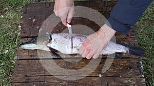 Remove fish scale before gutting and cutting pike steak.