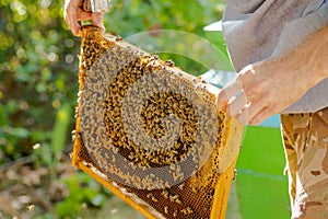 removed from hive bee frame. wooden bee hive frame , with few worker bees Apis mellifica. Capped brood cells and photo