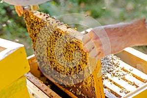 removed from hive bee frame. wooden bee hive frame , with few worker bees Apis mellifica. Capped brood cells and photo