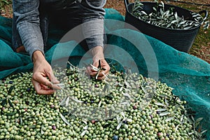 removes some leaves from a pile of arbequina olives